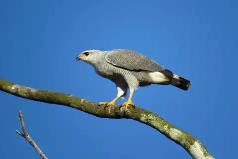 Grey-lined Hawk