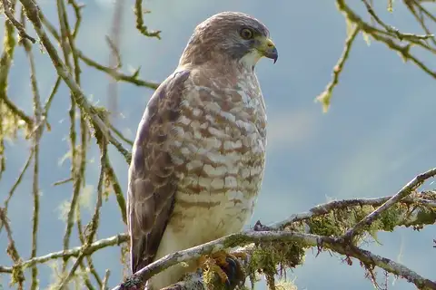 Broad-winged Hawk