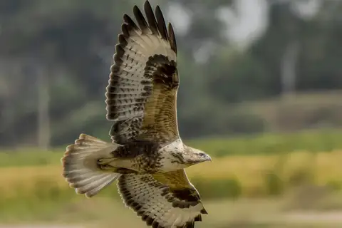 Himalayan Buzzard