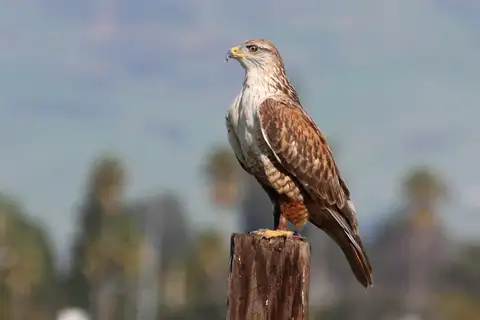 Ferruginous Hawk