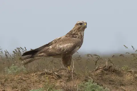 Long-legged Buzzard
