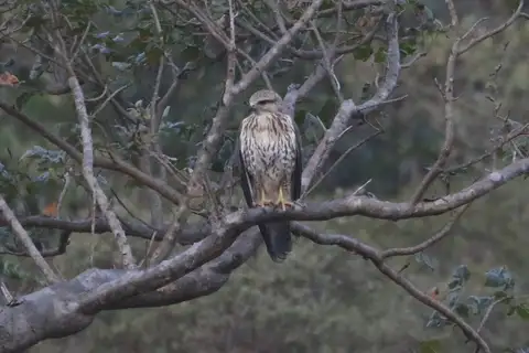 Socotra Buzzard