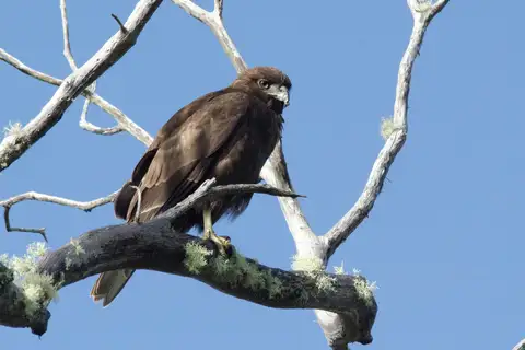 Hawaiian Hawk