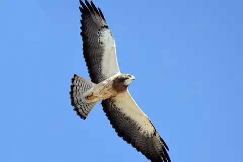 Swainson's Hawk