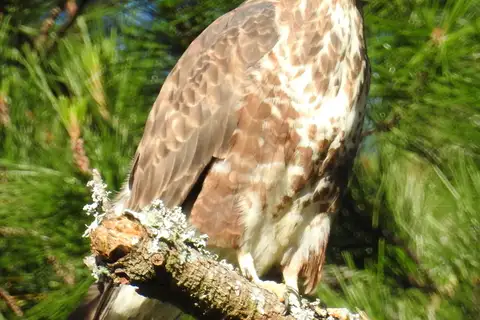 Forest Buzzard