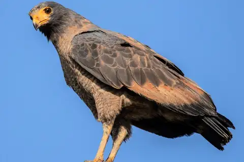 Rufous Crab Hawk