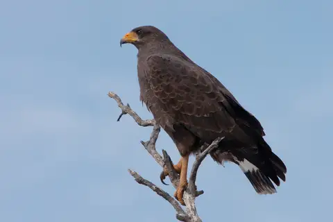Cuban Black Hawk