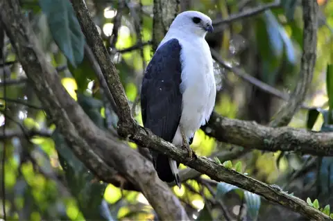 White-necked Hawk