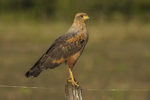Savanna Hawk