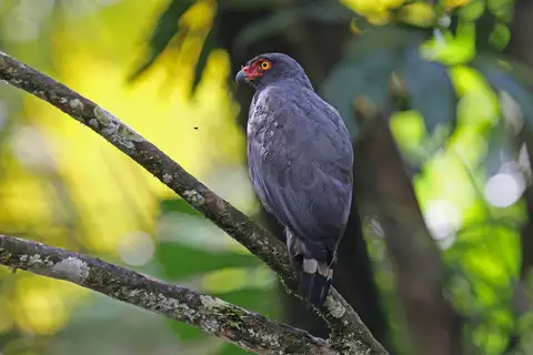 Slate-colored Hawk