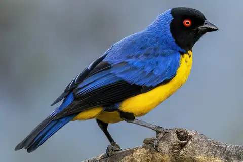 Hooded Mountain Tanager