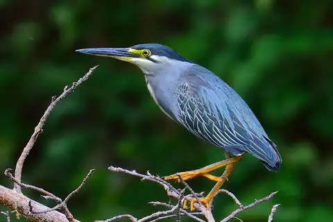 Little Heron