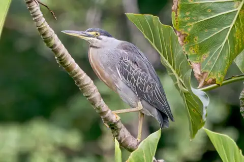 Striated Heron