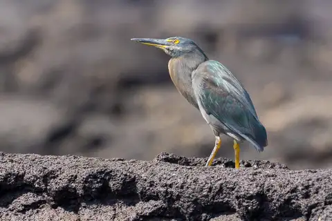 Lava Heron