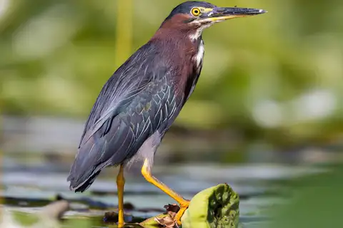 Green Heron