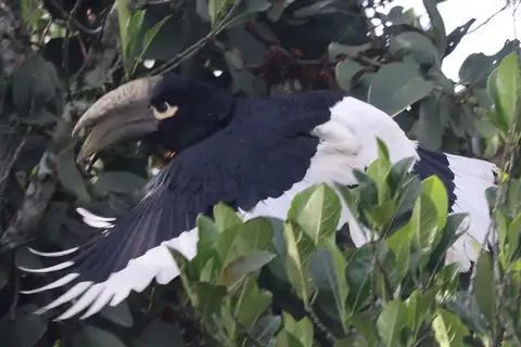 White-thighed Hornbill