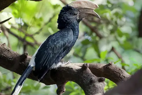 Silvery-cheeked Hornbill