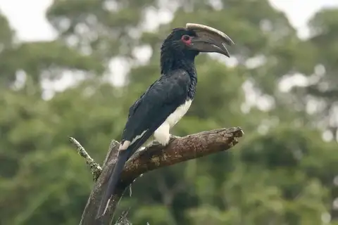 Trumpeter Hornbill
