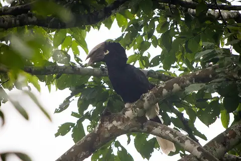 Brown-cheeked Hornbill