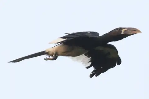 Piping Hornbill