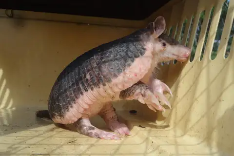 Southern Naked-tailed Armadillo