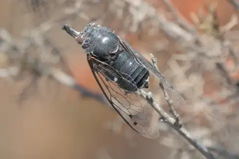 Coastal Cactus Dodger