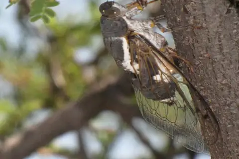 Moore's Cactus Dodger