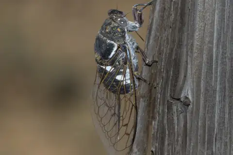 Common Cactus Dodger