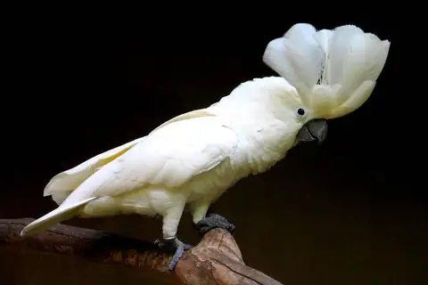 White Cockatoo