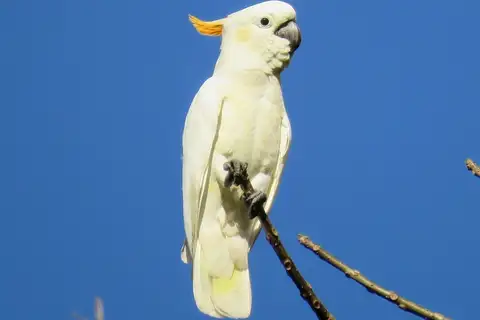 Citron-crested Cockatoo
