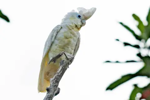 Solomons Corella