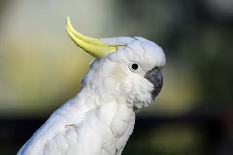 Sulphur-crested Cockatoo