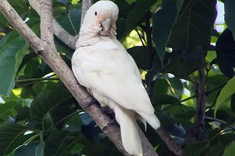 Tanimbar Corella