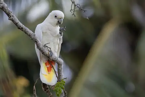 Red-vented Cockatoo