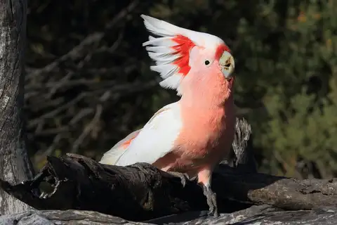 Pink Cockatoo