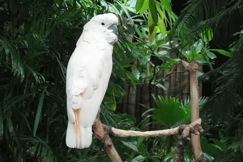 Salmon-crested Cockatoo