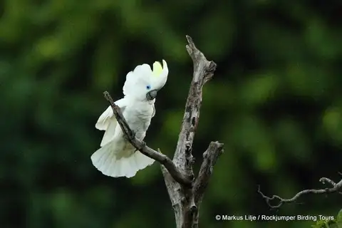 Blue-eyed Cockatoo