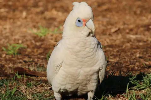 Western Corella