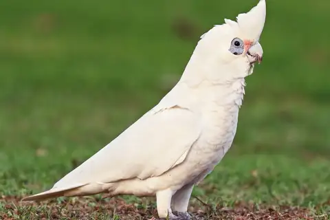 Little Corella