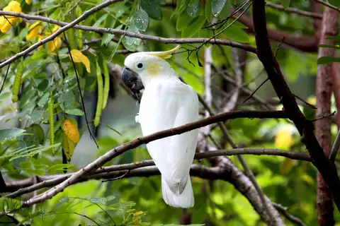 Yellow-crested Cockatoo