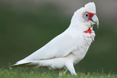 Long-billed Corella