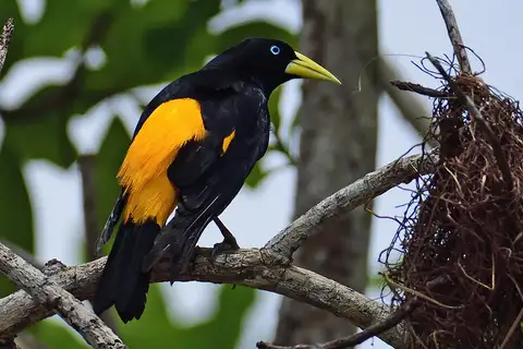Yellow-rumped Cacique