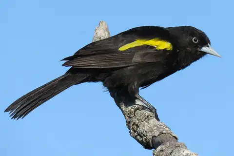 Golden-winged Cacique