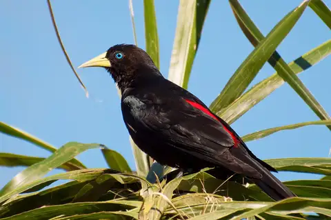 Red-rumped Cacique