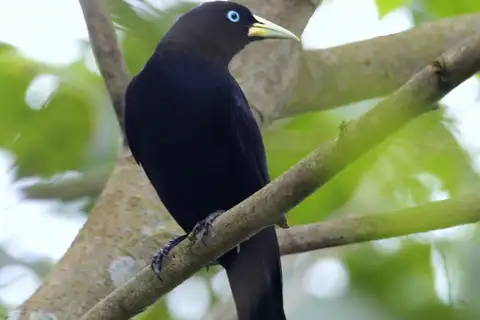 Scarlet-rumped Cacique