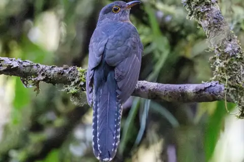 Solomons Brush Cuckoo