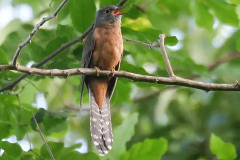 Moluccan Brush Cuckoo