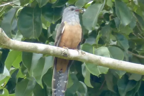 Manus Brush Cuckoo