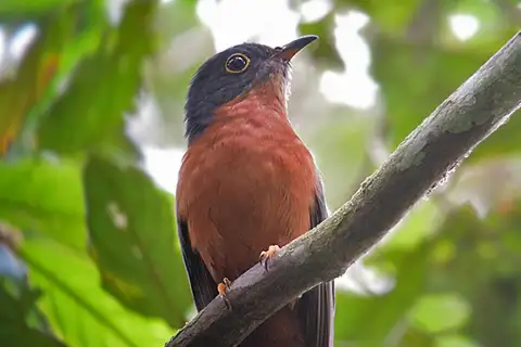 Chestnut-breasted Cuckoo