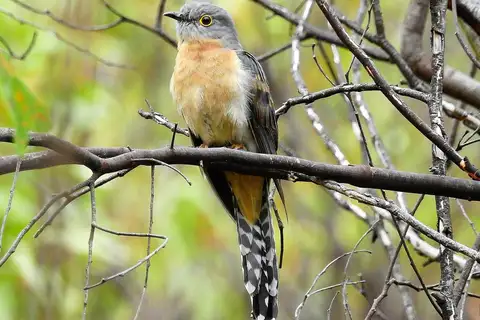 Fan-tailed Cuckoo